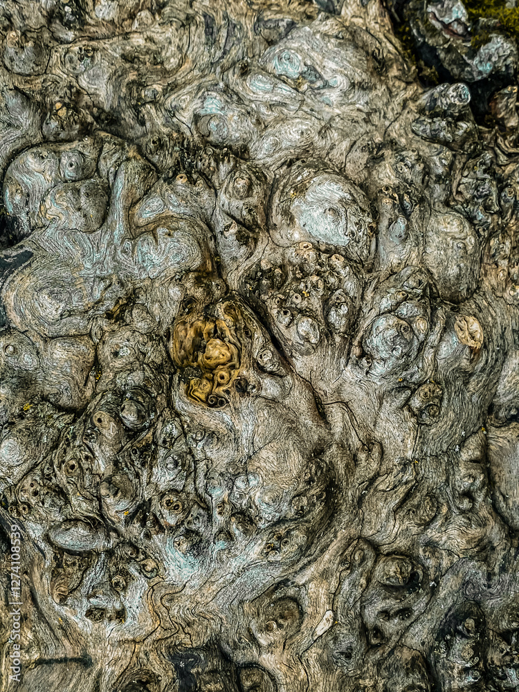 Unusual wood texture. Abstraction background