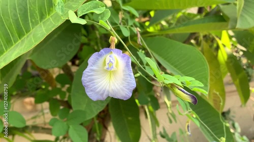 Vibrant butterfly pea flower with rich blue petals. Nature video for footage social media needs.