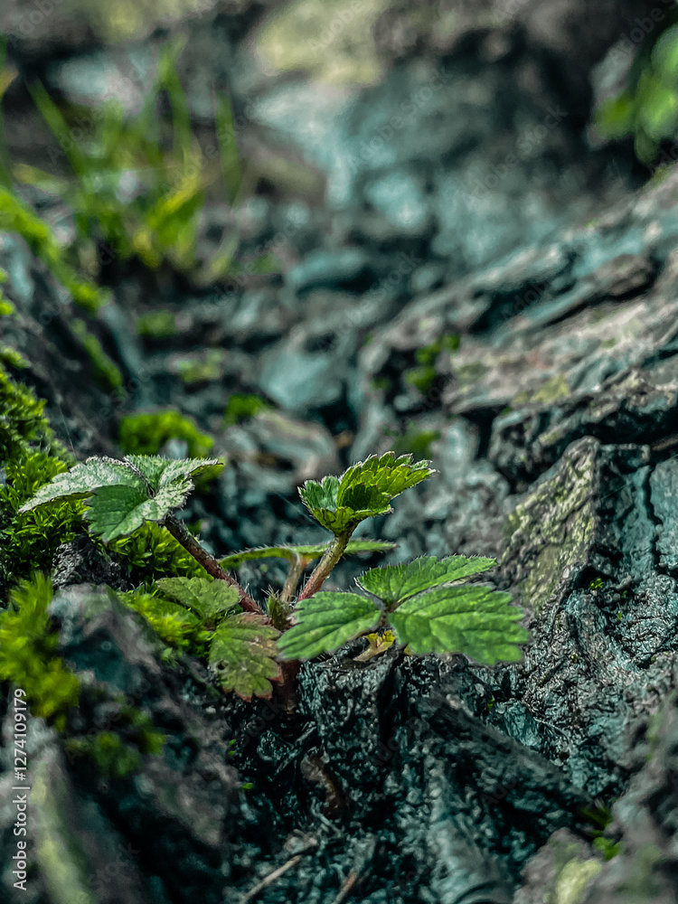 A young sprout on the bark of an old fallen tree