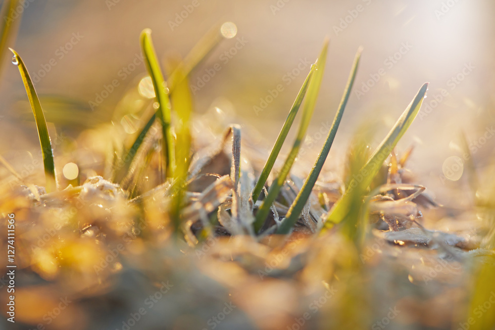Spring nature scene: grass in the morning with water drops in the bright light of the sun against a blurred background Spring nature scene: grass in the morning with water drops in the bright light of the sun against a blurred background