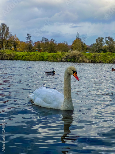 Obraz na płótnie mute swan cygnus olor w salonie