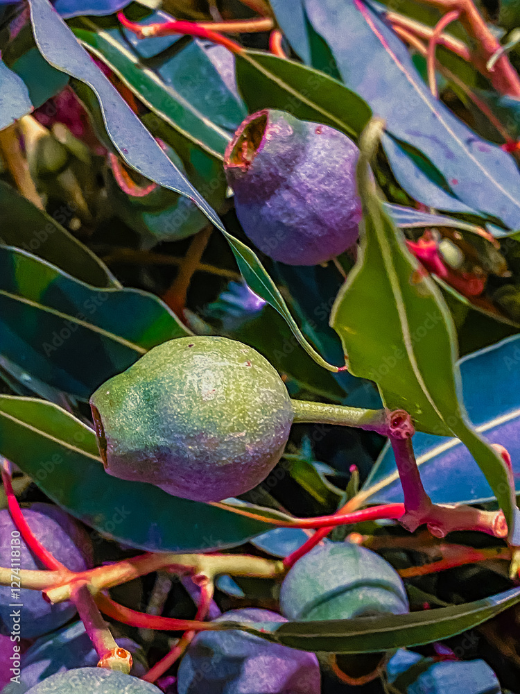 figs on the tree
