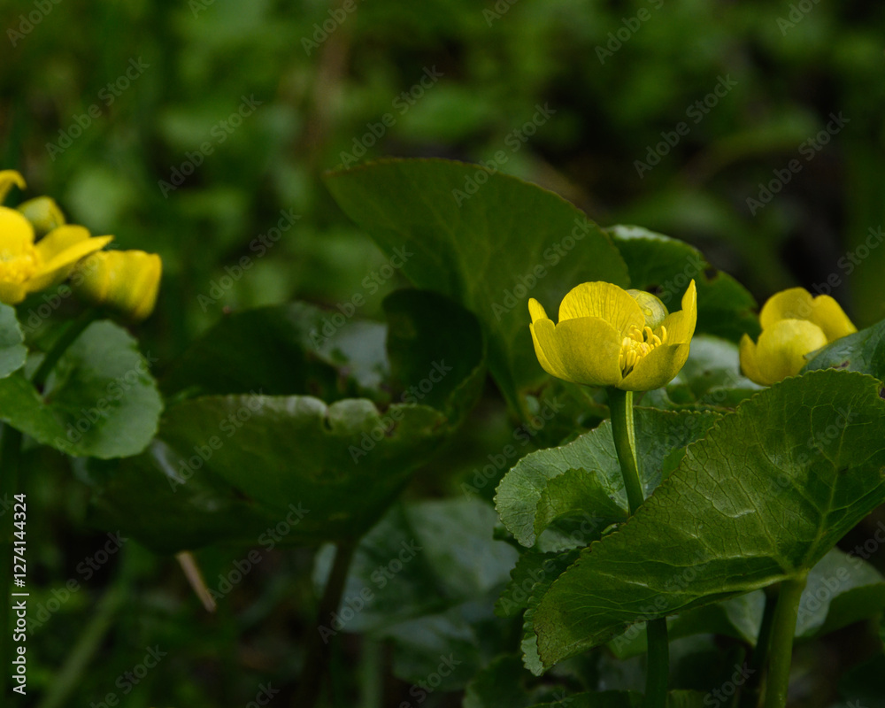 A beautiful yellow flower of the Marsh Marigold (Caltha palustris), close-up, in a low spot among its own dense foliage. Rare drops after rain are visible on the plant