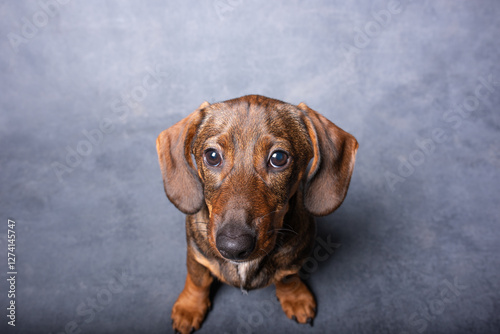 фотографія Little brown spotted dachshund sitting on big chair isolated on grey background