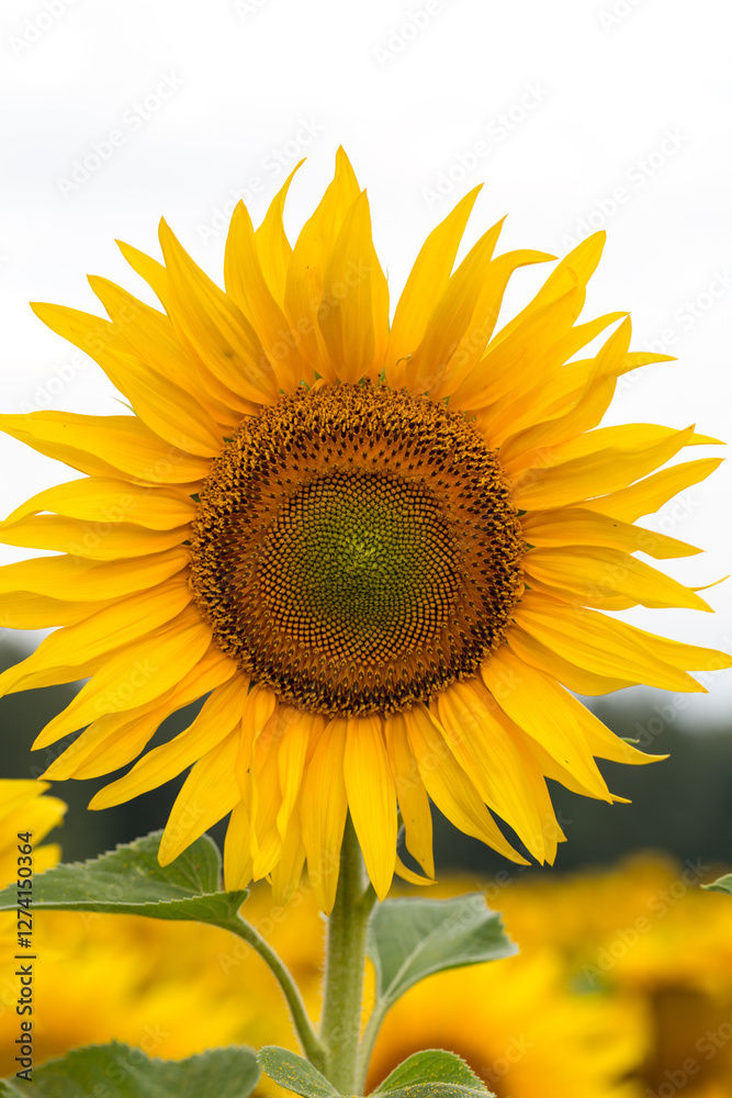 Obraz premium Sunflower close up, early morning in summer