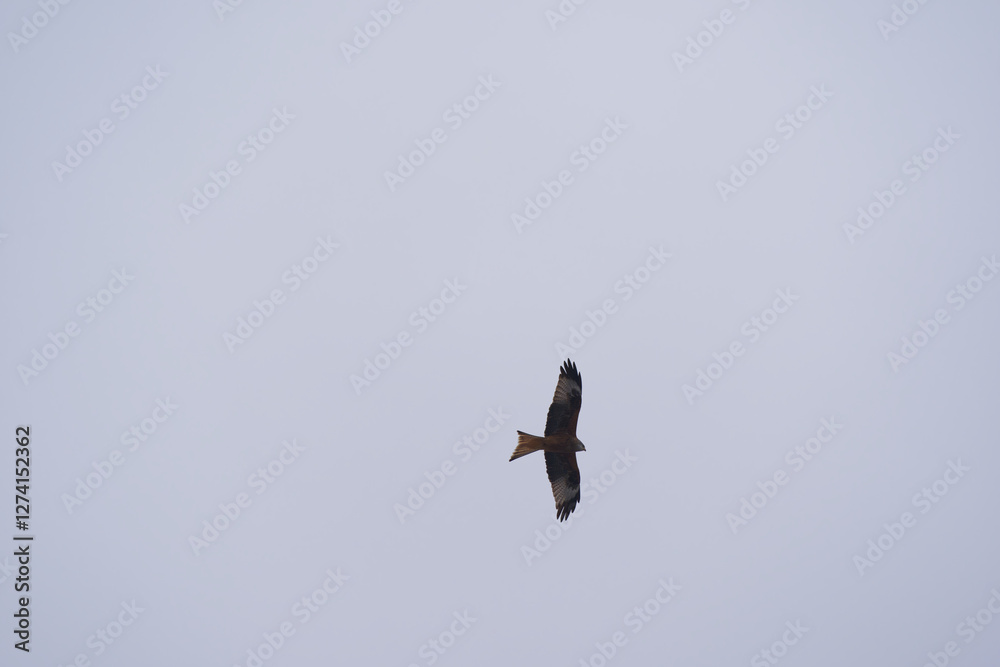 Looking up to red kite bird circling up in the sky at the Airport Zürich Kloten on a gray winter day. Photo taken February 17th, 2025, Zurich Kloten, Switzerland.