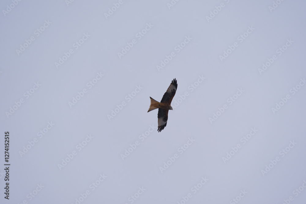 Looking up to red kite bird circling up in the sky at the Airport Zürich Kloten on a gray winter day. Photo taken February 17th, 2025, Zurich Kloten, Switzerland. Looking up to red kite bird circling up in the sky at the Airport Zürich Kloten on a gray winter day. Photo taken February 17th, 2025, Zurich Kloten, Switzerland.