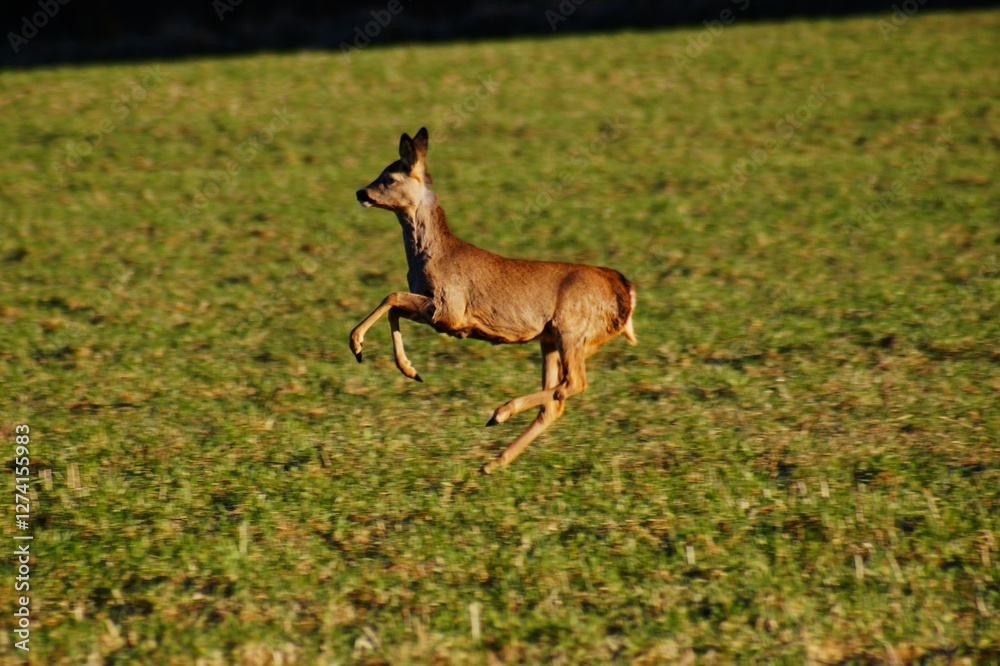 Deer jumping Deer jumping