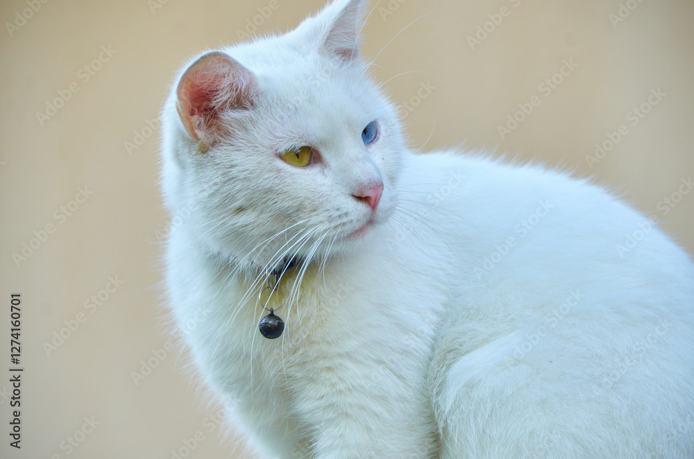 sitting beautiful cute adorable cat sitting beautiful cute adorable cat