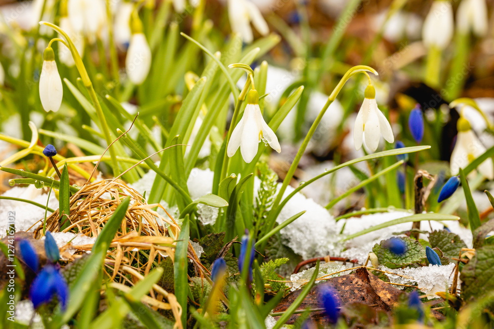 spring snowdrop flowers
