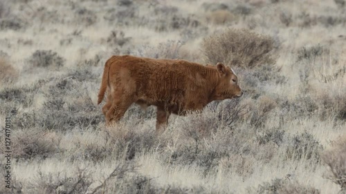 A young calf walks through the sagebrush in the high desert near Pyramid Lake, Nevada, showcasing the rugged beauty of open-range ranching. photo