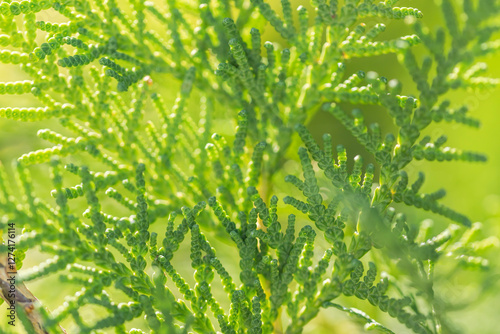 green leaves thuja treesin the sun photo