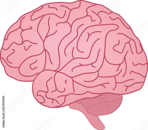 Human Brain Anatomy Design Vector Illustration
