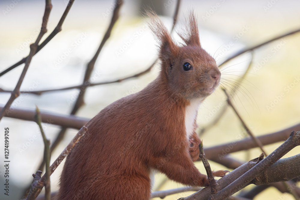 Eichhörnchen