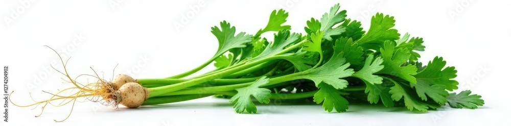 Fresh cilantro bunch with roots isolated on white background, botanical, texture