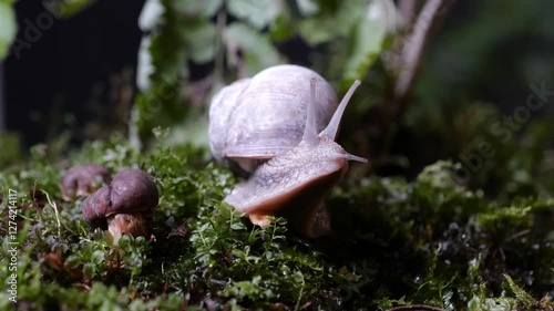 garden snail on moss in forest with mushroom