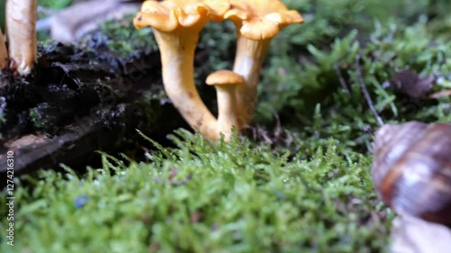 garden snail on moss in forest with mushroom