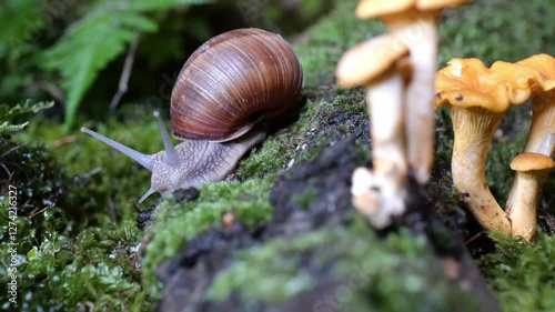 garden snail on moss in forest with mushroom