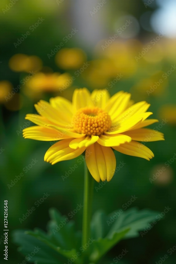 Bright yellow petals unfolding from a green stem, calendula flower, botanical garden, nature Bright yellow petals unfolding from a green stem, calendula flower, botanical garden, nature