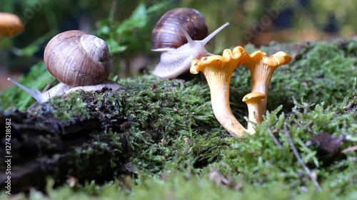 garden snail on moss in forest with mushroom