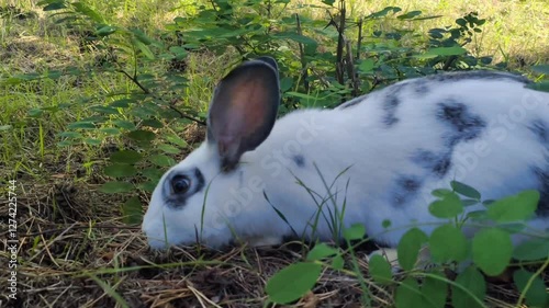 Wallpaper Mural Two rabbits are moving around our rural yard Torontodigital.ca