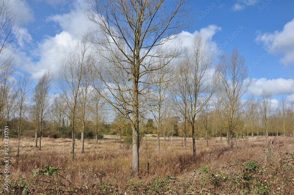 Countryside Trees, Hertfordshire - Winter Countryside Trees, Hertfordshire - Winter