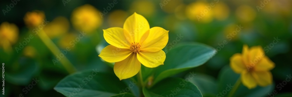 Yellow Begonia soli mutata blooms in a richly lit area, bloom, lit Yellow Begonia soli mutata blooms in a richly lit area, bloom, lit