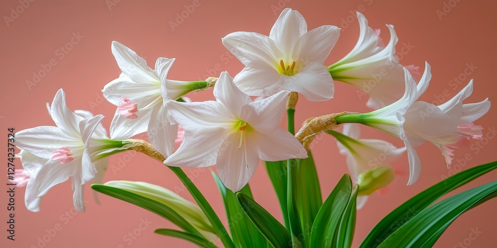 Obraz premium Elegant White Amaryllis Flowers in Bloom on a Soft Pink Background, Bouquet Arrangement for Spring