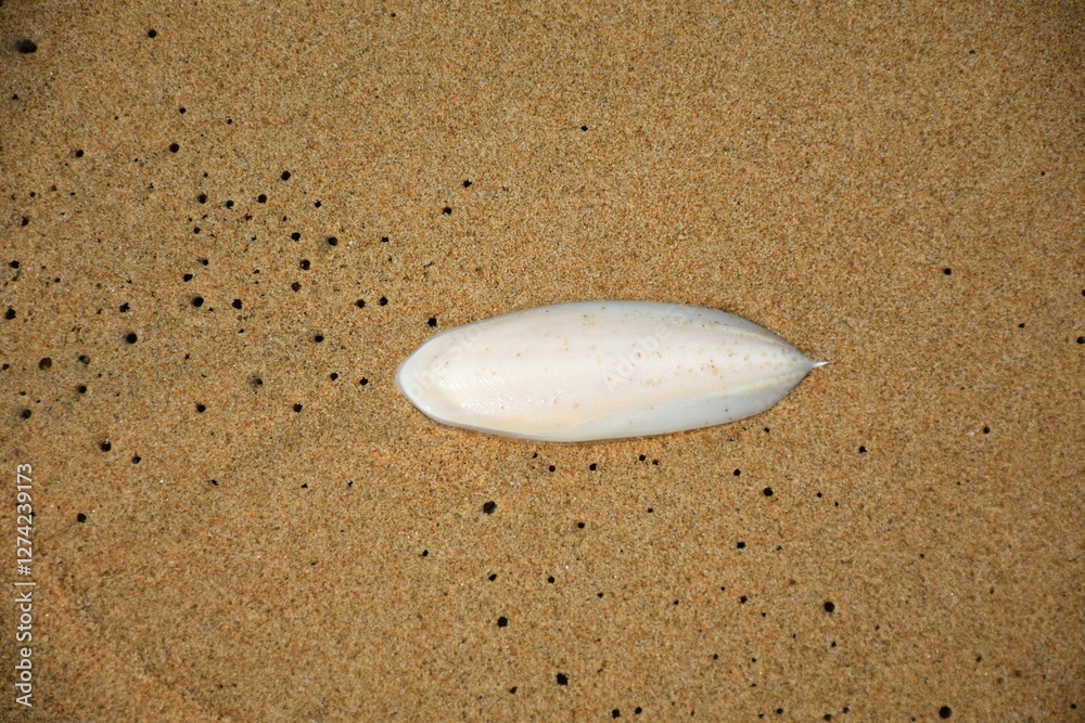 Obraz premium squid bone on the beach in Phu Quoc, Vietnam. February 2025
