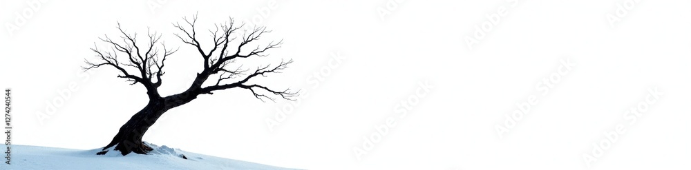 Fototapeta premium Dead tree branch on white background isolated, winter, landscape