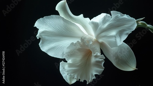 Elegant White Cattleya Orchid Blossom Close up Delicate Petals Dark Background