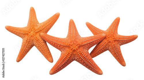 Three vibrant orange starfish on black background perfect for summer beach themes ocean life designs marine biology projects or tropical vacation imagery photo