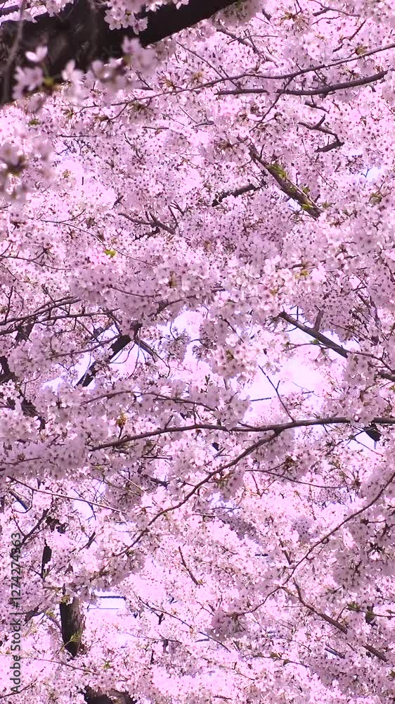 TOKYO, JAPAN : Close up shot of cherry blossoms in Tokyo. Japanese spring season, nature and flower concept video. Vertical shot. TOKYO, JAPAN : Close up shot of cherry blossoms in Tokyo. Japanese spring season, nature and flower concept video. Vertical shot.
