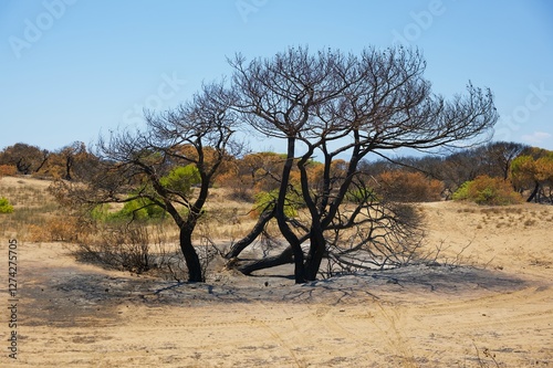 Burnt Trees in Antalya After Wildfire Disaster and Environmental Damage  photo