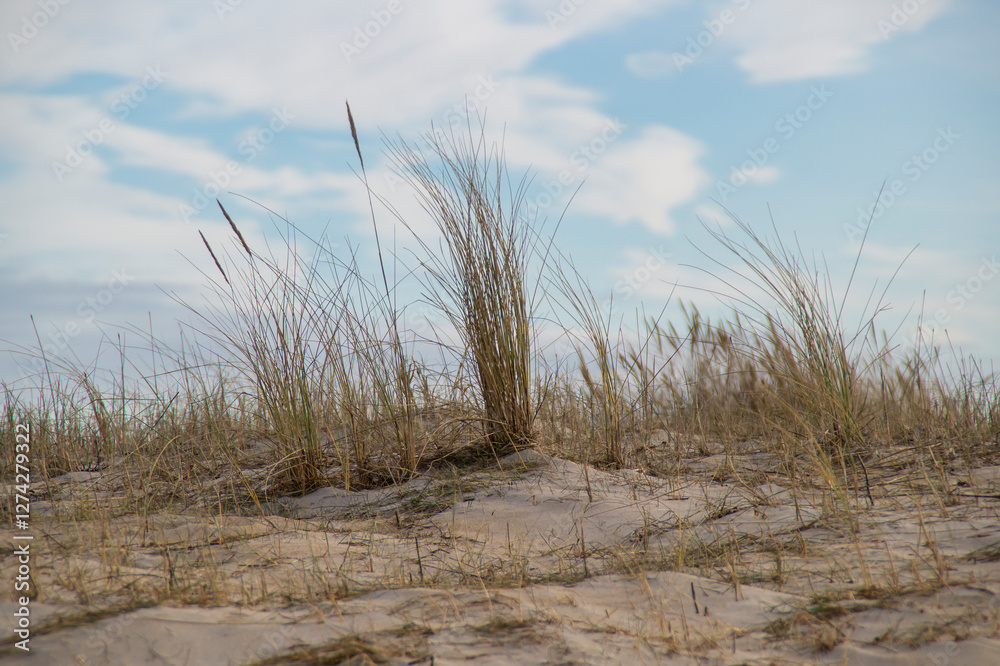 Coastal dune landscape with wild beach grass under a soft blue sky, capturing the beauty of untouched nature Coastal dune landscape with wild beach grass under a soft blue sky, capturing the beauty of untouched nature
