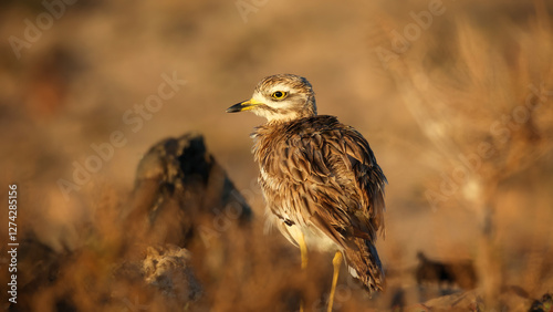 Eurasian stone-curlew in the desert photo