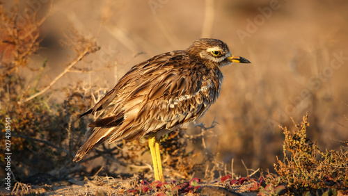 Eurasian stone-curlew in the desert