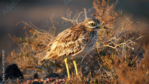 Eurasian stone-curlew in the desert