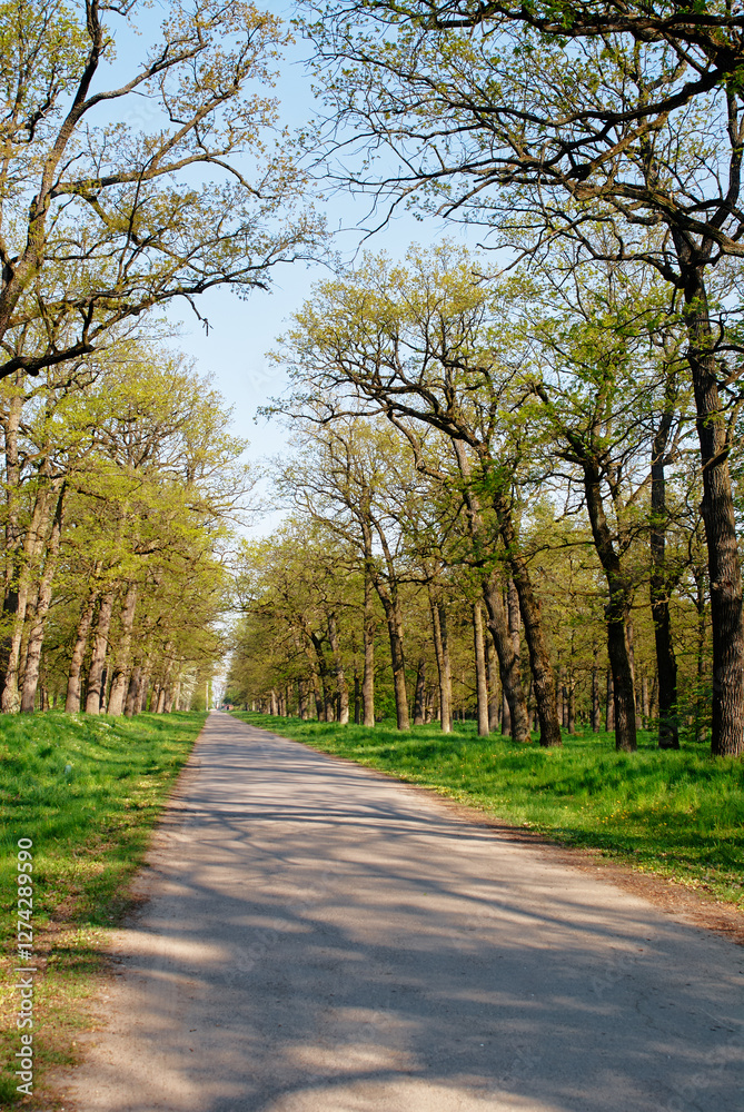 Quiet Country Road Surrounded by Green Trees and Blue Sky in Spring Quiet Country Road Surrounded by Green Trees and Blue Sky in Spring