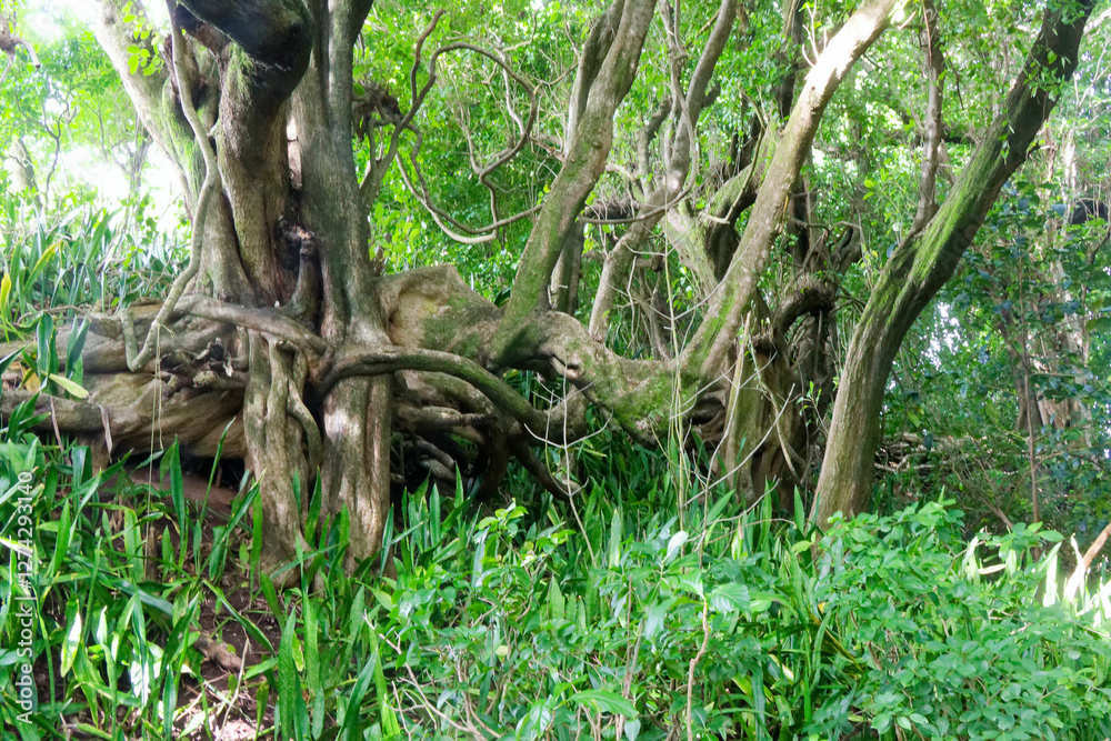 Racines entremêlées en forêt martiniquaise. Racines entremêlées en forêt martiniquaise.