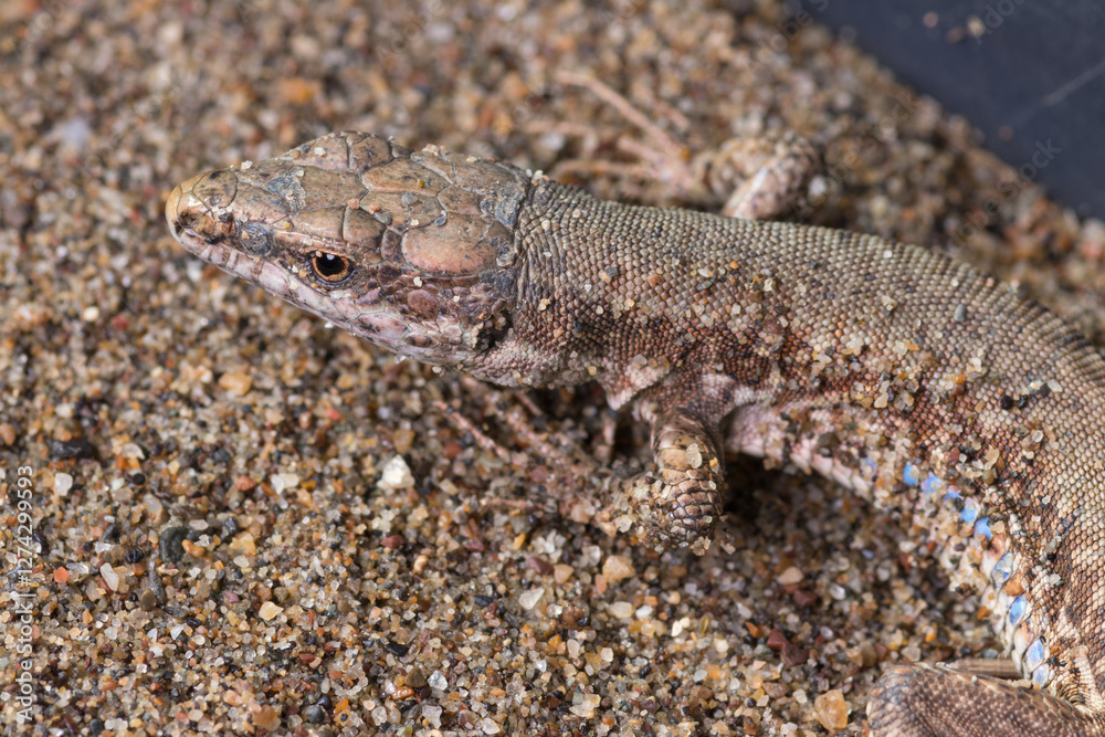 Close-Up of a viviparous lizard in Its Natural Habitat Close-Up of a viviparous lizard in Its Natural Habitat