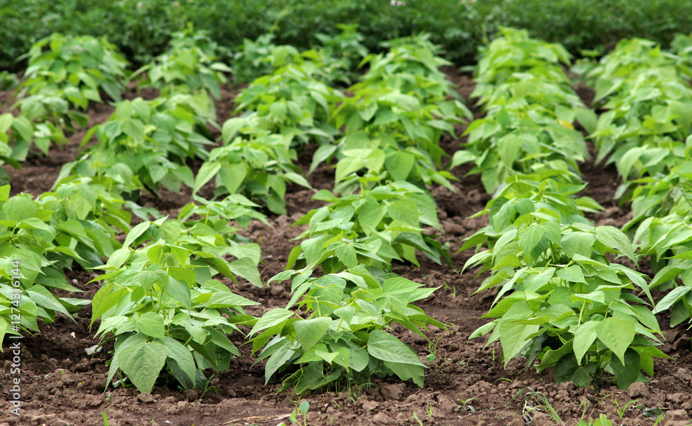 Obraz premium Common beans grow in open ground