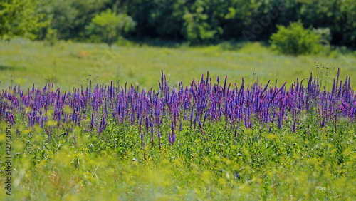 Fototapeta Naklejka Na Ścianę i Meble -  Sage flowers bloom in a field in summer