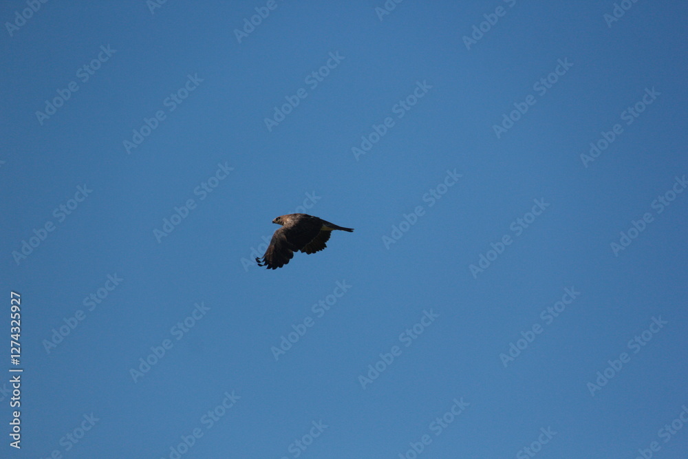 Fototapeta premium Saskatchewan Scenery Travelling Backroads