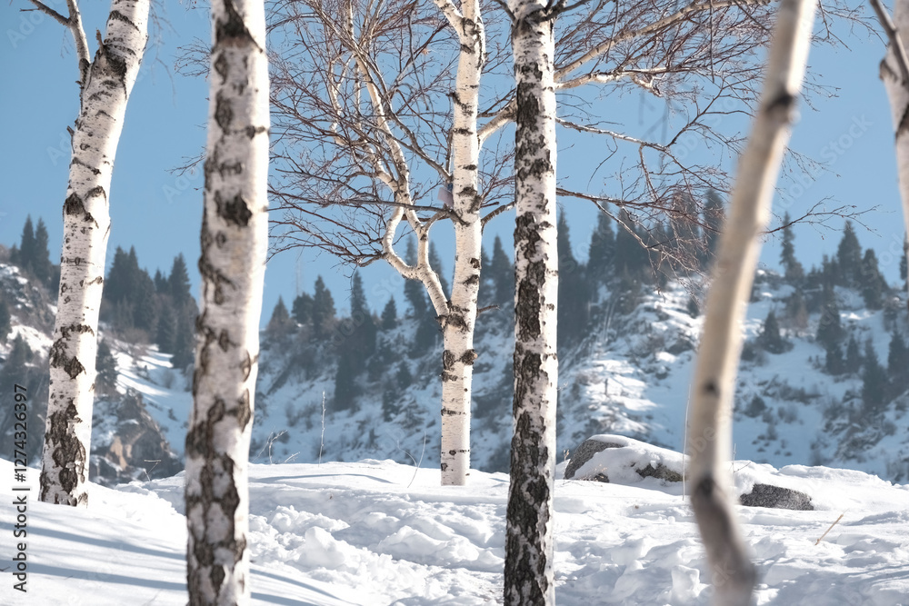 A grove of young birches in the winter mountains against a background of blue sky and snow A grove of young birches in the winter mountains against a background of blue sky and snow