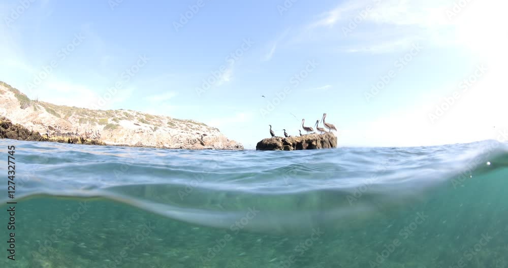 The Reefs of the Sea of Cortez: A Vibrant Underwater World The Reefs of the Sea of Cortez: A Vibrant Underwater World