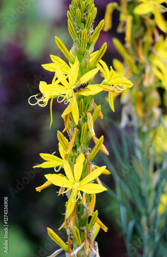 Asphodeline lutea blooms in the botanical garden photo