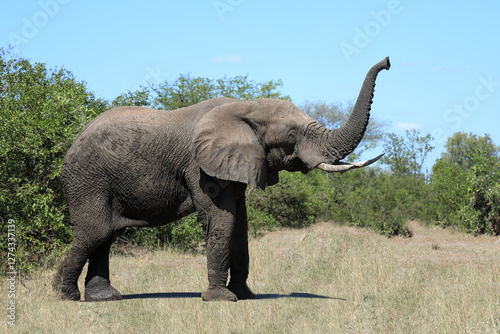 Afrikanischer Elefant / African elephant / Loxodonta africana