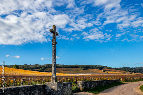 Vineyards of Romanee-conti wine, Vosne-romanee, France