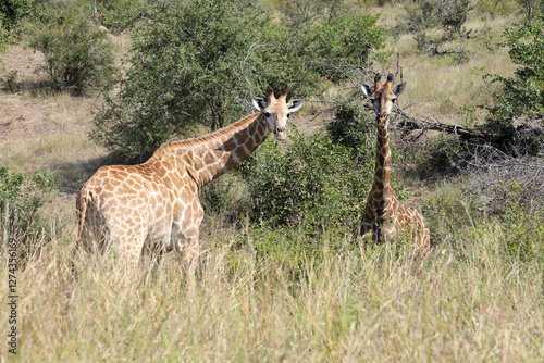 Canvas Print Giraffe / Giraffe / Giraffa camelopardalis